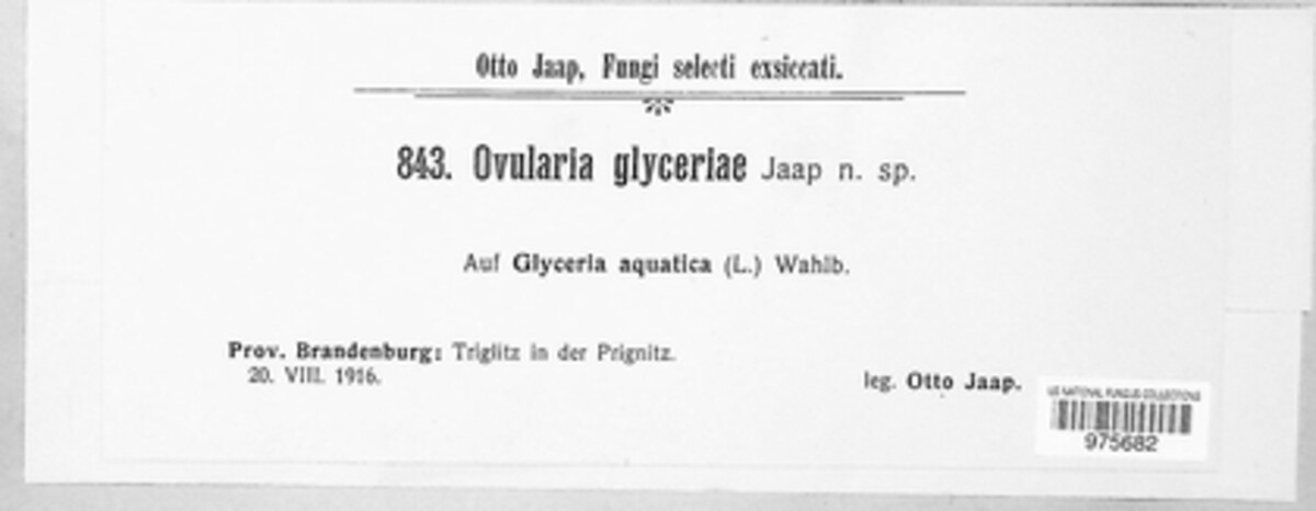 Ovularia glyceriae image